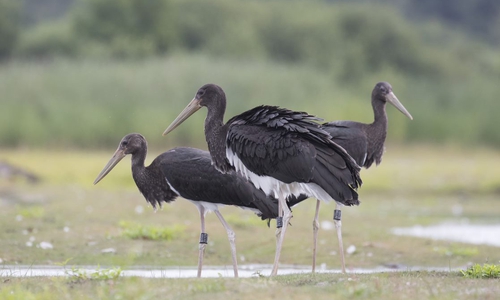 Die Schwarzstörche werden in die Freiheit entlassen.