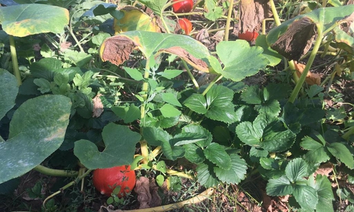 Kürbis und Erdbeeren wurden auf dem Grab gepflanzt. Für die Propstei kein Problem.