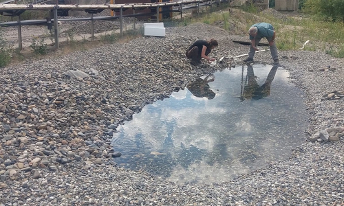 Wechselkröten in die Freiheit entlassen.