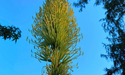 Königs-Agave im Botanischen Garten TU Braunschweig blüht