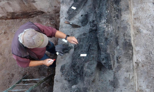 Bei den Ausgrabungen im vergangenen Jahr kamen Reste verbrannter Balken zum Vorschein. Diese ermöglichten die Datierung der Sassenburg.