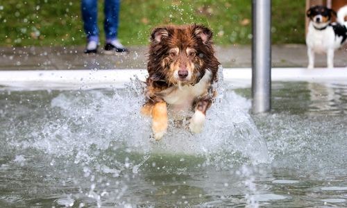 Hundevergnügen pur – das Braunschweiger Hundeschwimmen im Freibad Raffteich.