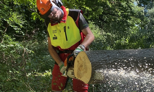 Die Arbeit mit der Kettensäge gehört zu den Aufgaben eines Forstwirtes dazu.