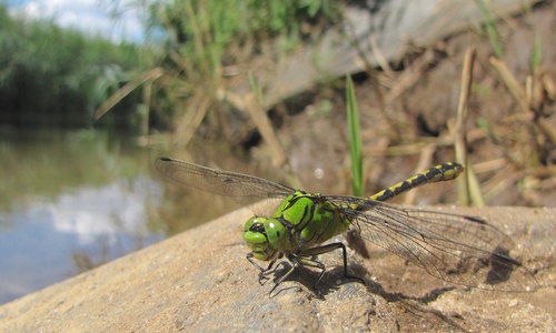 Beispiel für die gute Entwicklung: Die Grüne Flussjungfer. Sie fühlt sich an naturnahen Fließgewässern wohl und kommt in Braunschweig an Oker, Schunter und Wabe/Mittelriede in großer Zahl vor. Das spricht auch für einen guten Zustand der Gewässer.