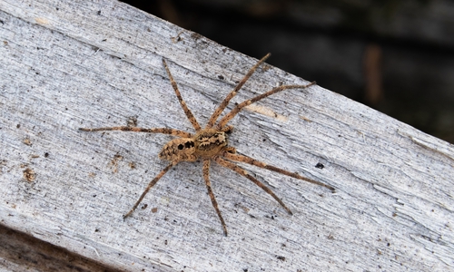 Die Nosferatu-Spinne ist verbreiteter als gedacht.