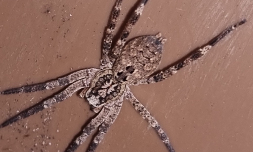 Die Nosferatu-Spinne.