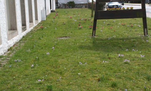 Die bunte Wiese vor dem Haus der Vereine in Destedt wurde 2017 angelegt.