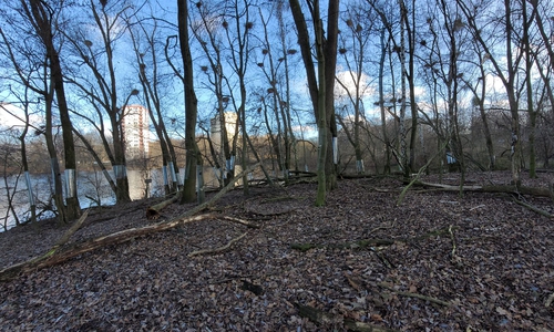 Rollglasmanschetten an den Bäumen auf der Insel im Neuen Teich verhindern, dass die Waschbären an die Brutstätten der Graureiher gelangen. 