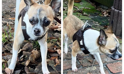 Wer kann Hinweise zu diesem Hund geben?