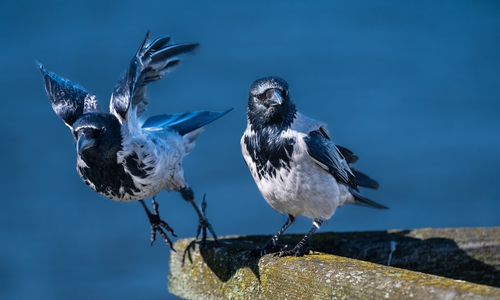 Die Krähen sollen aus dem Stadtgebiet verschwinden.