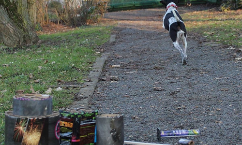 Viele Hunde sind an Silvester entlaufen.