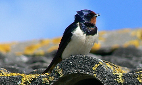 Eine Rauchschwalbe auf einem Dach.