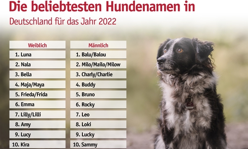So heißen Hunde in Deutschland am häufigsten.