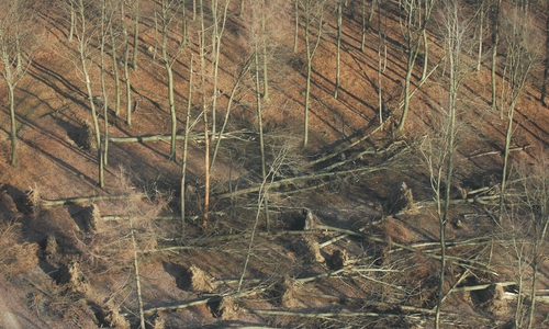 Der starke Wind mit stürmischen Böen hat am vergangenen Wochenende im Wald der Niedersächsischen Landesforsten keine schwerwiegenden Schäden hinterlassen.