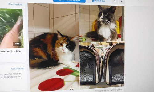 Die beiden Katzen wurden anonym abgegeben, wie das Tierheim auf Facebook schreibt. (Bildschirmfoto)