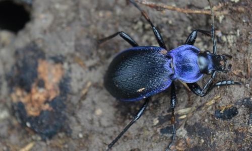 Auch ein Blauvioletter Waldlaufkäfer (Carabus problematicus) wurde gesichtet.