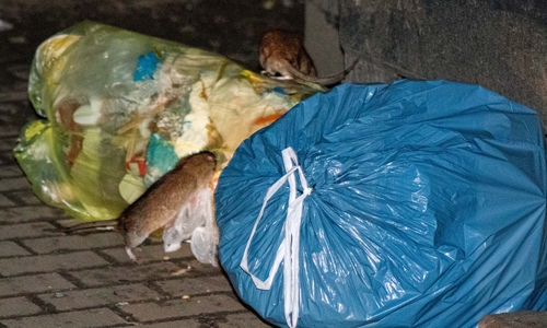 Die Ratten inspizieren den Müll.