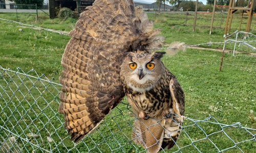 Der Uhu befand sich in einer misslichen Lage.