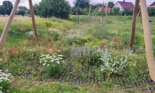 Bewuchs auf dem Kinderspielplatz in Wendessen im Sommer vor dem Mähen durch das Grünflächenamt.