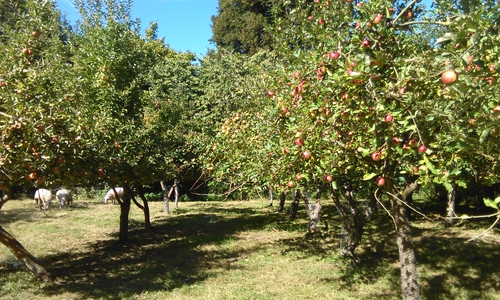 Kloster Mariensee mit seinen Obstbäumen.