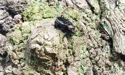 Ein Eremit auf einem Baum in Bad Harzburg.