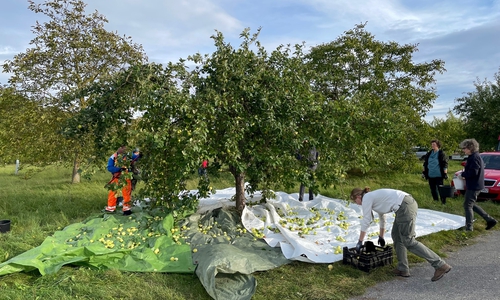 Auf der Streuobstwiese in Destedt wurden Äpfel gesammelt.