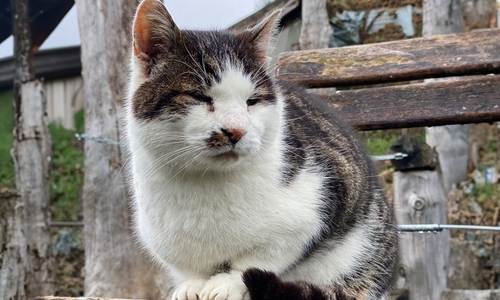 Ein Abschied für immer: Kater Hugo ist tot.