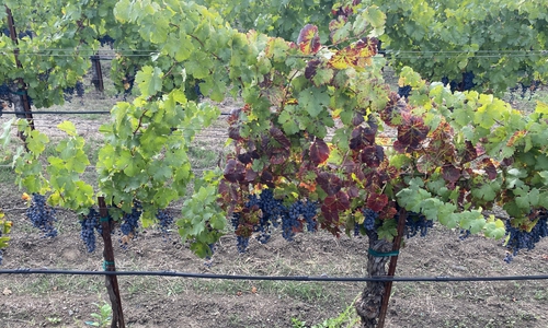 Links eine gesunde Rebe, rechts eine Rebe, die Symptome der Grapevine Red Blotch Disease zeigt. 