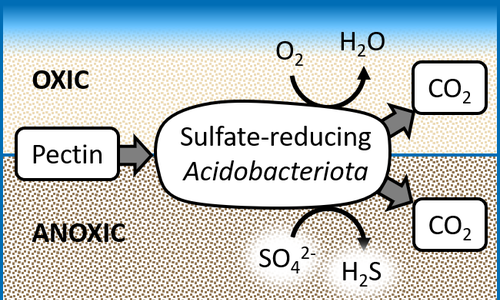 Schematische Darstellung des Abbaus von pflanzlichem Pektin – sowohl durch Sulfatreduktion als auch durch Atmung mit Sauerstoff bei einem neu entdeckten Acidobakterium. 