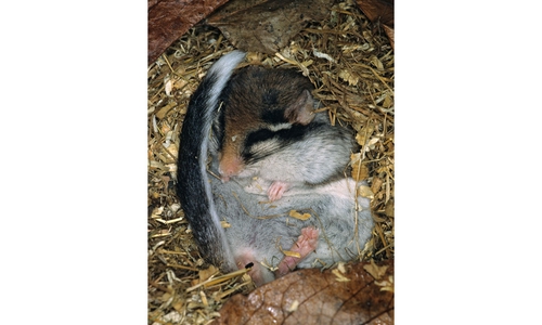 So eingekuschelt schläft der Gartenschläfer in seinem Nest.