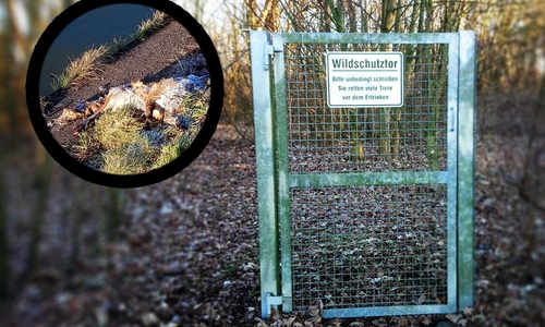 Eigentlich sollte diese Barriere mal die Tiere vor dem Ertrinken bewahren - leider gibt es gar keinen Zaun mehr.