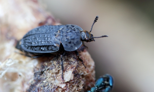 Der Runzelige Aaskäfer (Thanatophilus rugosus) ist regelmäßig auf Tierkadavern anzutreffen.
