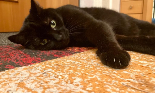 Katzendame Kathi sucht ein neues Zuhause. 