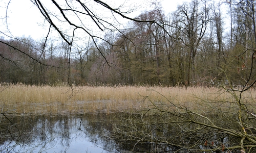 Teich im neuen Waldgrundstück des WWL.