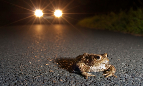 Die Tiere sind uns Autofahrern schutzlos ausgeliefert.
