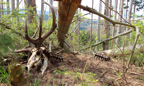 Weitgehend zersetzter Rothirschkadaver. Eine zeitlich und räumlich eng begrenzte aber dennoch wertvolle Ressource im Ökosystem.