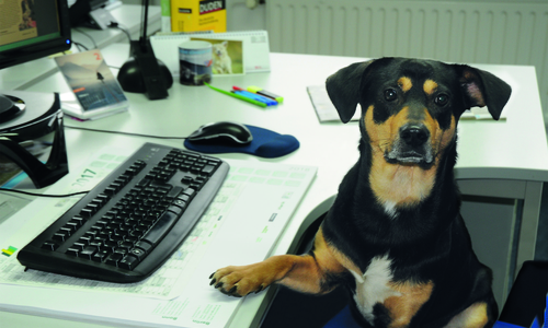 Hund Buddy bei seiner „Arbeit“ beim Deutschen Tierschutzbund.