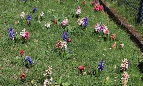 Die im Herbst gesteckten Frühblüher sind nicht nur für Insekten schön anzuschauen. 