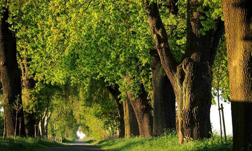 Die Doppelallee an der Sundernstraße in Abbensen ist ein Naturdenkmal.