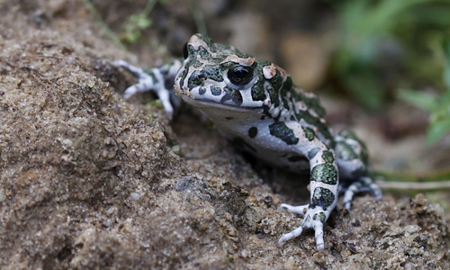 Die Wechselkröte ist eine der am stärksten gefährdeten Amphibienarten Deutschlands.