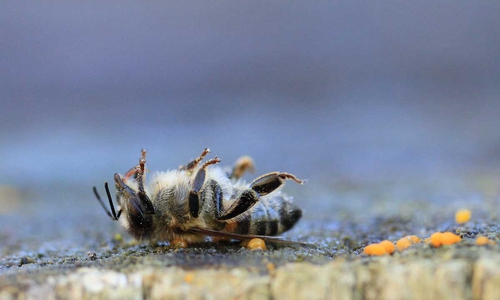Die Bienen hatten keine Chance...