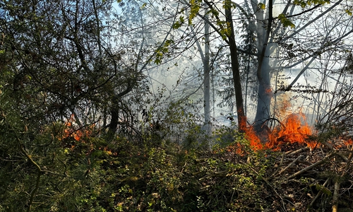 Die Flammen fraßen sich auch durch Bäume und Büsche.