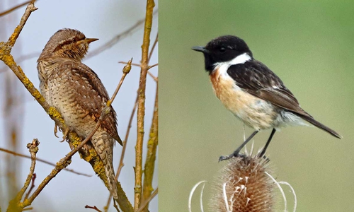 Wendehals und Schwarzkehlchen.