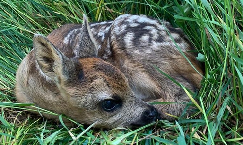 Rehkitze sind in Gefahr!