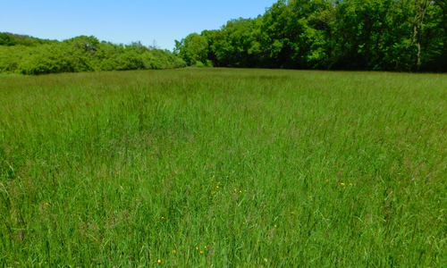  In den Jahren 2023 und 2024 werden Grünland-Biotopkartierungen im Landkreis Wolfenbüttel durchgeführt. 