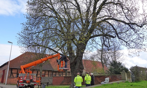 Eine Kastanie bei der Kirche in Salzdahlum muss gefällt werden.
