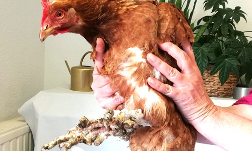 Eines der beiden noch lebenden Hühner.