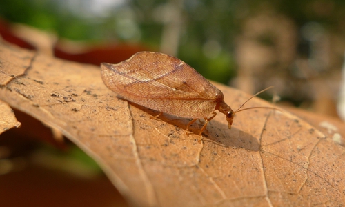 Totes Blatt (Drepanepteryx phalaenoides): Diese Insekten sind nur wenige Millimeter groß und durch ihre gute Tarnung schwer zu entdecken. Sie entwickeln sich an Laubbäumen und Sträuchern.