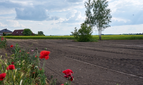 Am Südrand von Söllingen wird der Naturerlebnisgarten entwickelt.