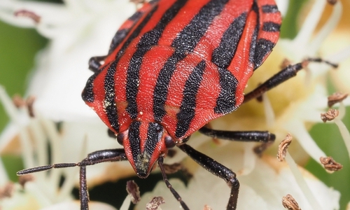 Streifenwanze (Graphosoma italicum): Auf dem Speiseplan dieser auffälligen Wanze stehen vor allem Doldengewächse wie Pastinaken oder Möhre. Diese wärmeliebende Art ist seit einigen Jahren immer häufiger auch in Gärten zu finden.